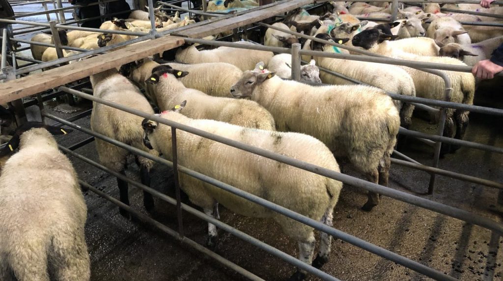 This lot of five butcher lambs weighing 50kg sold for €115/head