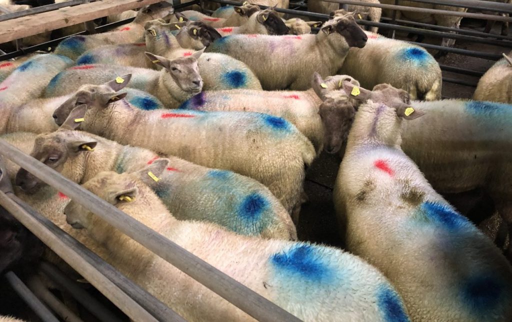 This pen of 20 lambs weighing 45kg sold for €113/head