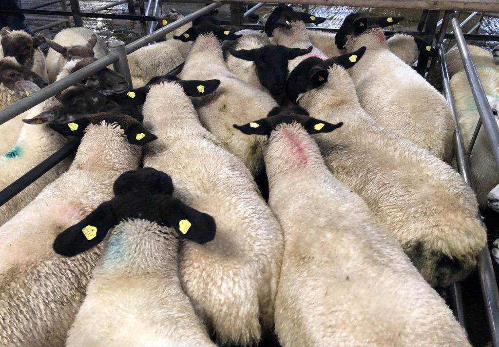 This pen of 10 sharp-looking Suffolk ewe lambs weighing 51.5kg sold for €150/head