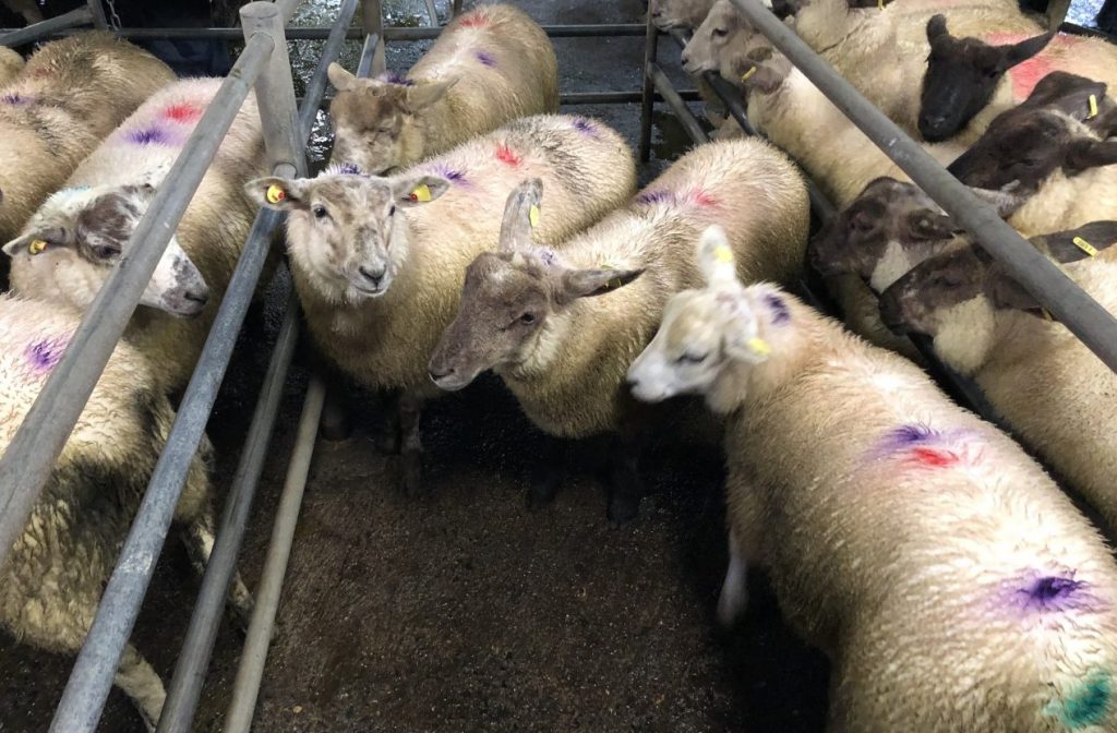 This lot of four lambs weighing 32.5kg sold for €87/head