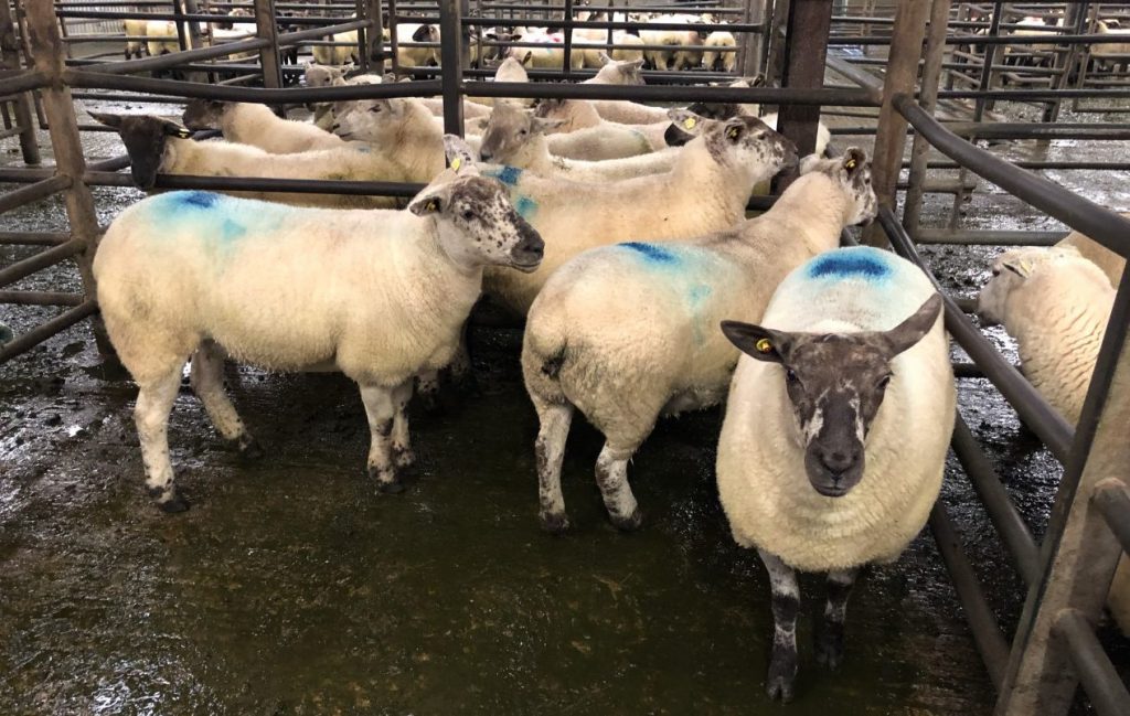 This lot of four ewe hoggets sold for €222/head