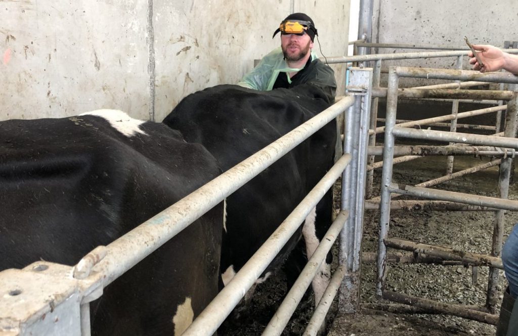 Enda scanning cows on the farm of JJ and Joe Melody during the week