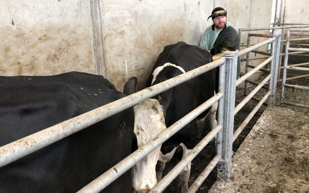 Enda Kearney scanning the Melodys herd of cows during the week