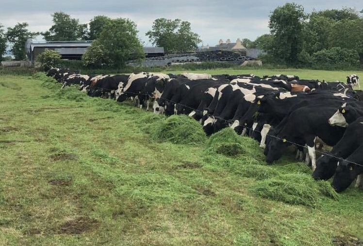 Cows being fed zero-grazed grass during the mini-drought last May