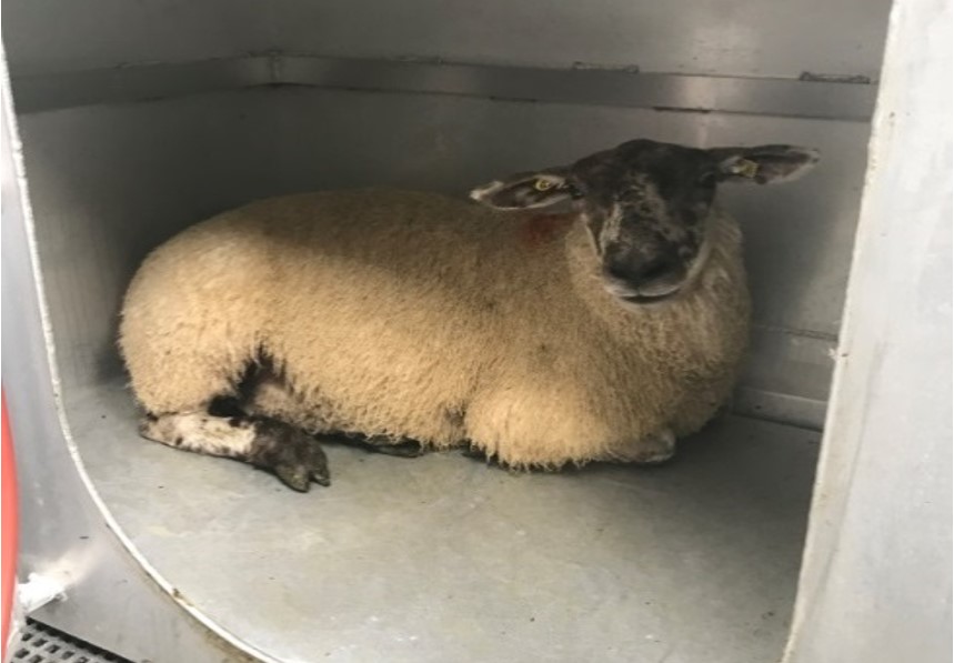 Figure 2: Portable accumulation chambers (PAC) which are used to measure methane in sheep