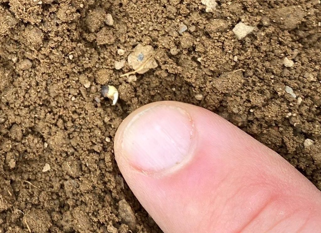 Image source: Tim O’Donovan, Seedtech