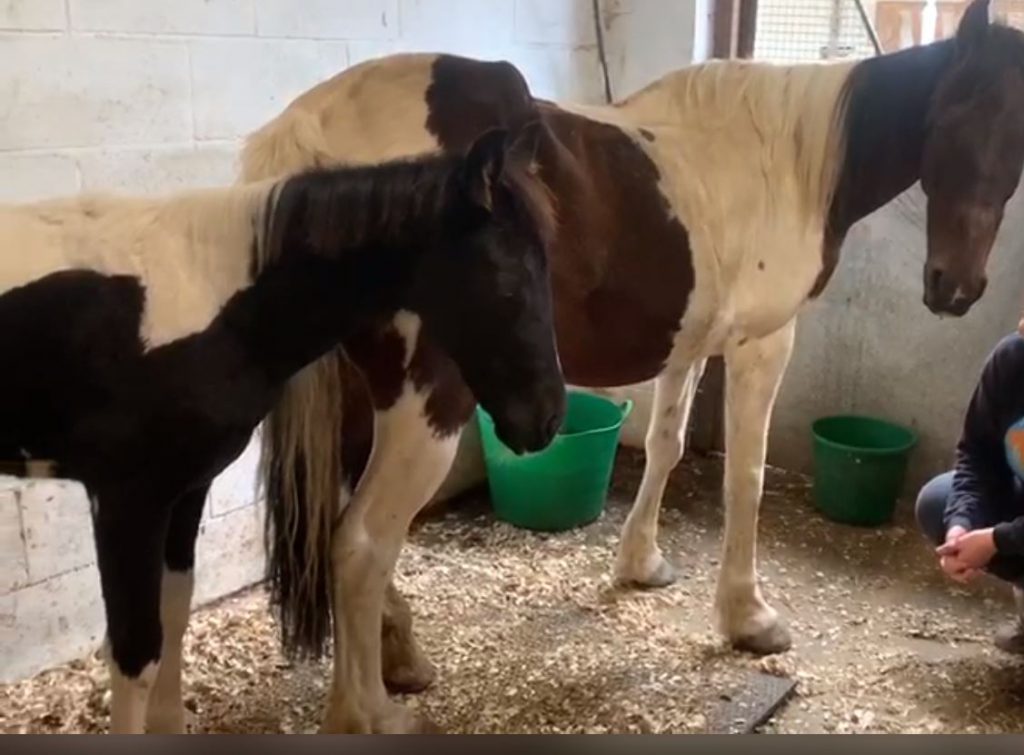 Image source: My Lovely Horse Rescue