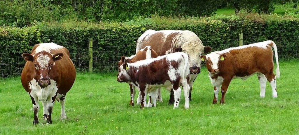 Image source: Irish Moiled Cattle Society