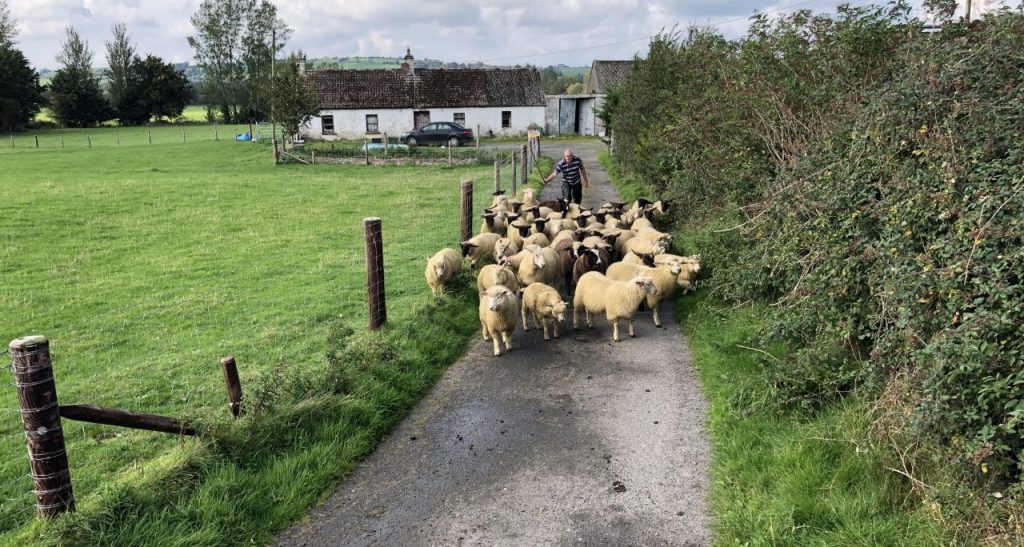 Frank moving his lambs to fresh pasture