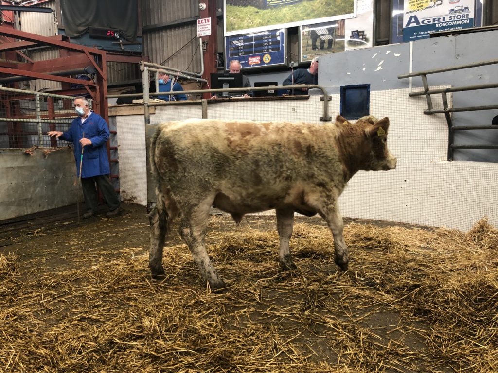 This 400kg, May-2019 born, bullock sold for €950 or €2.38/kg
