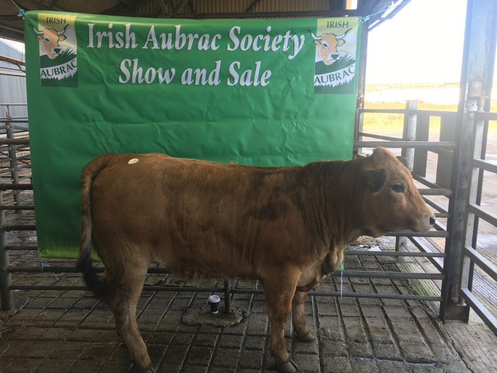 Image source: Irish Aubrac Cattle Breed Society