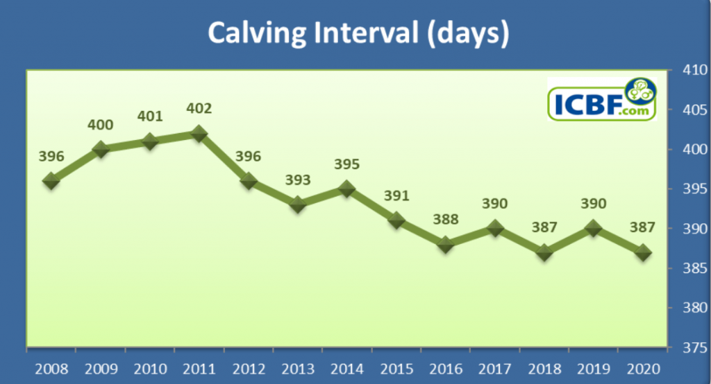 The national average calving interval from 2009 to 2020. Data source: ICBF