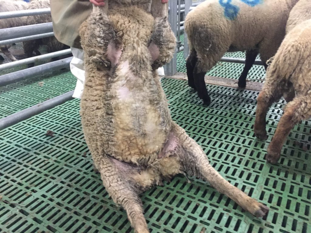 Category A. Image source: Department of Agriculture