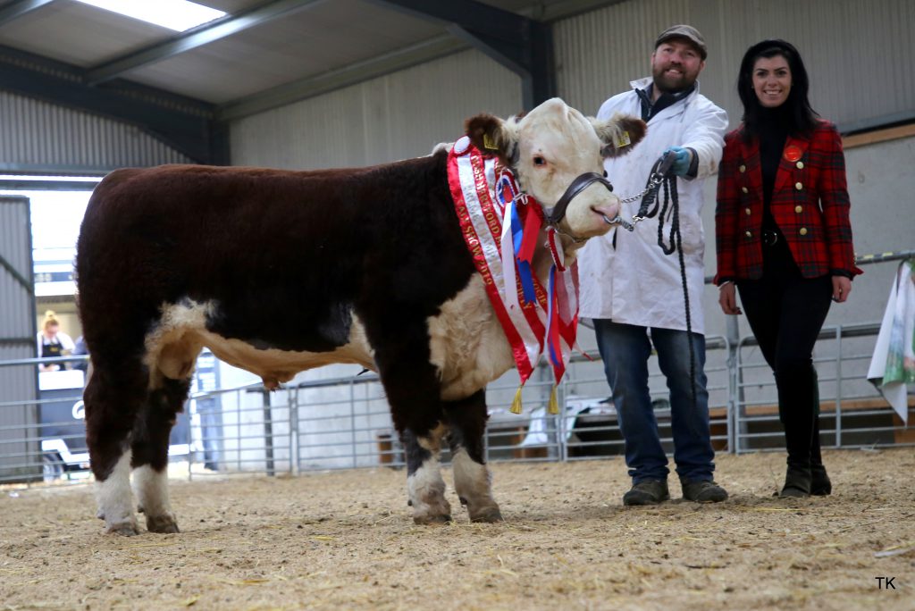 Image source: Tricia Kennedy / Irish Hereford Breed Society