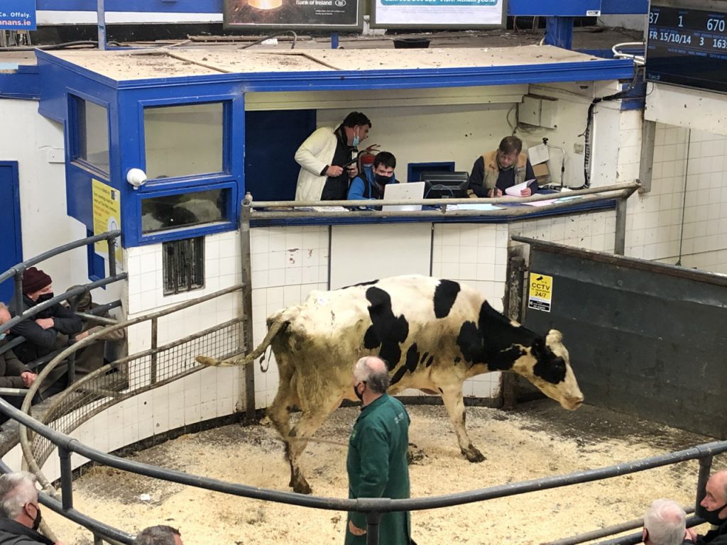 This 2014-born Friesian cow weighing 670kg sold for €660 or €0.98/kg