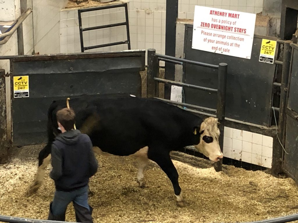 This January-2018 born heifer weighing 580kg sold for €980 or €1.68/kg