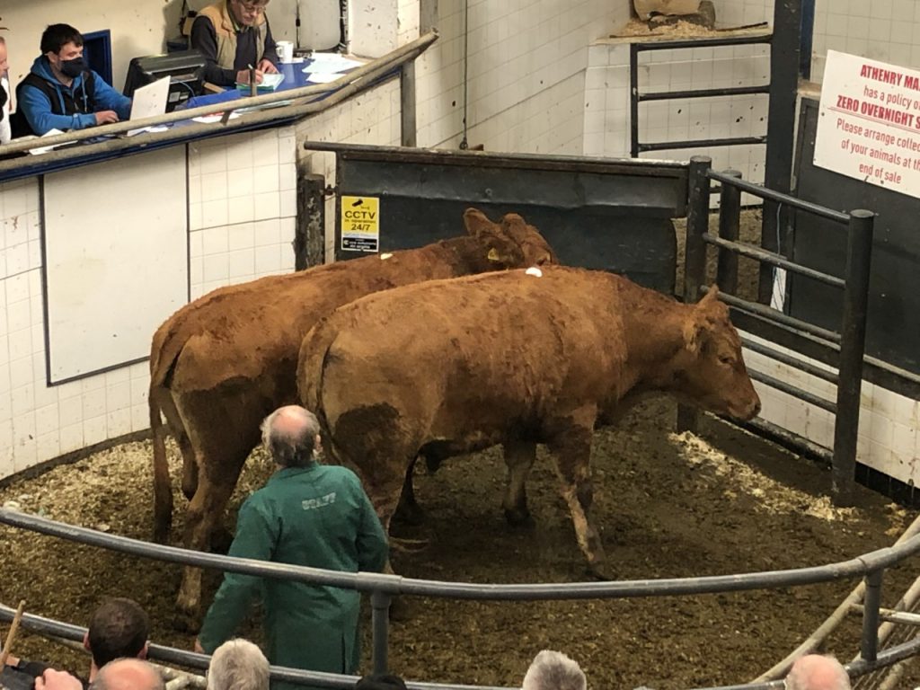 These two April-2018 born bullocks weighing 680kg sold for €1,370 or €2.10/kg
