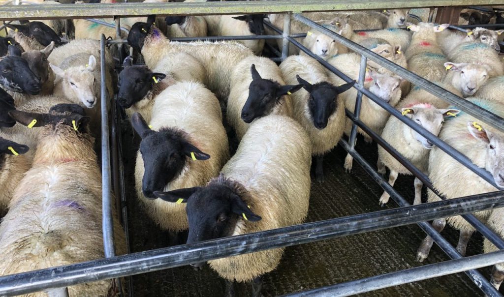 This pen of Suffolk lambs weighing 44kg sold for €110/head