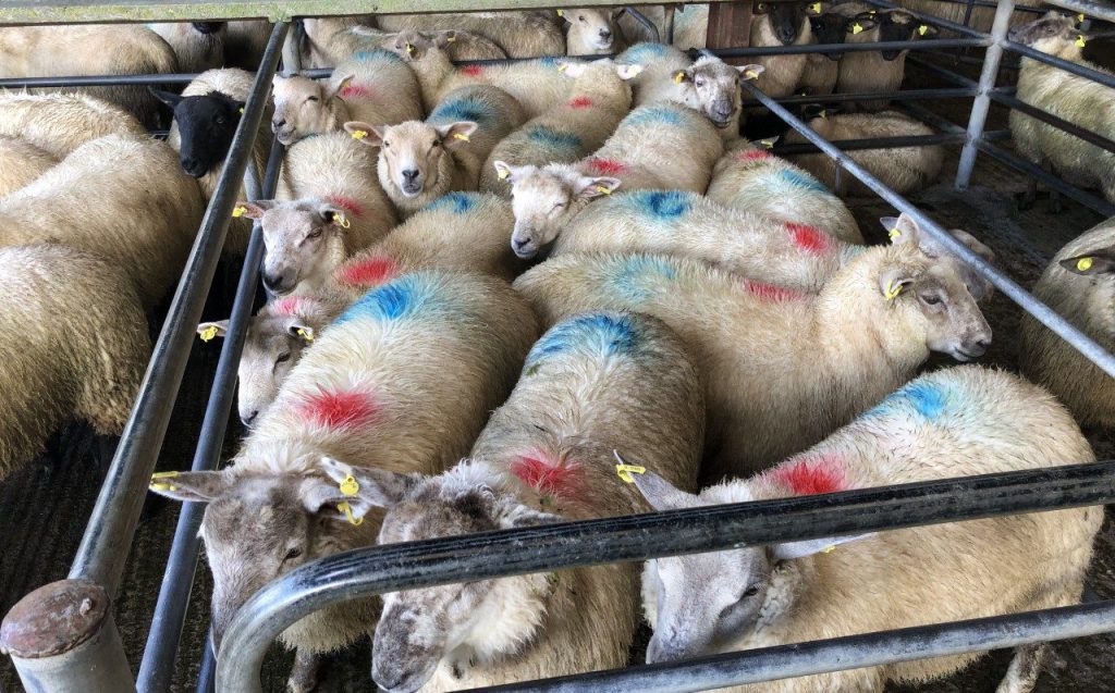 This pen of forward-store lambs weighing 41kg sold for €92/head