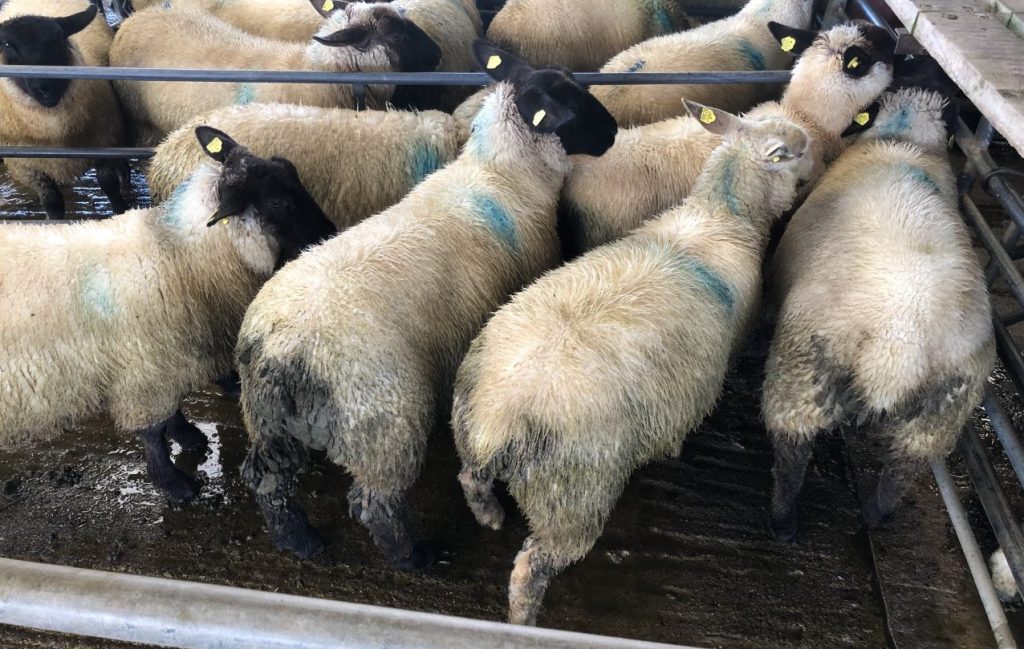 This pen of store lambs weighing 37kg went under the hammer for €85.50/head