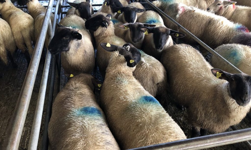 This pen of lambs weighing 43.4kg sold for €109/head