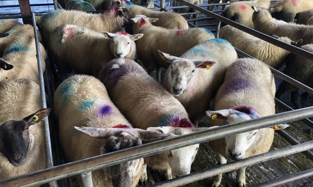 This pen of lambs weighing 52.3kg sold for €111/head