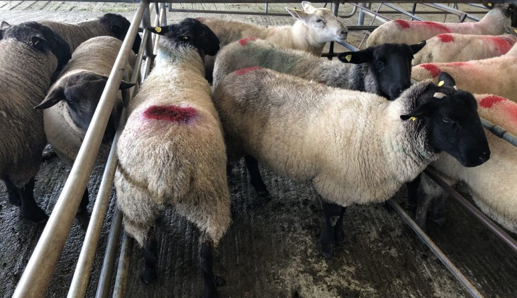 This lot of hoggets sold for €175/head