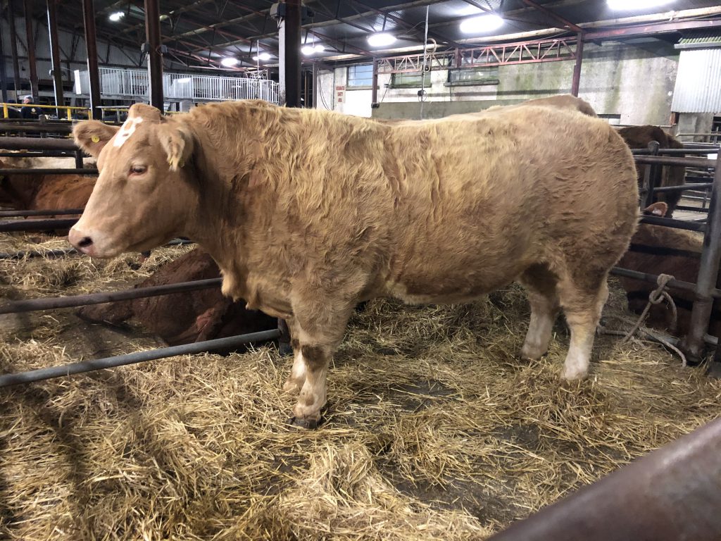 Charolais heifer – sold for €7,000