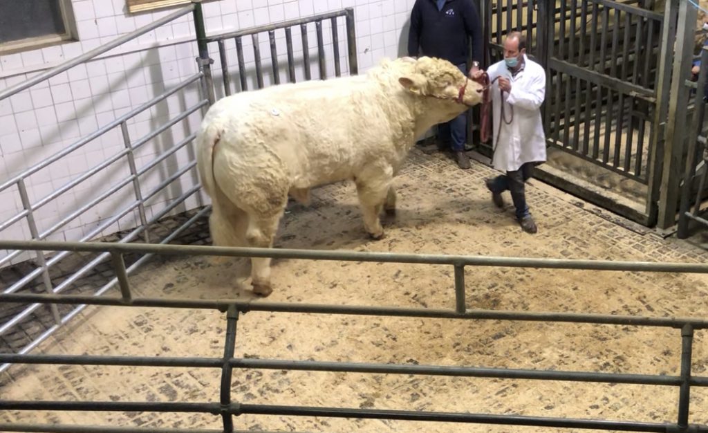 Pottlereagh Prince – sold for €4,700