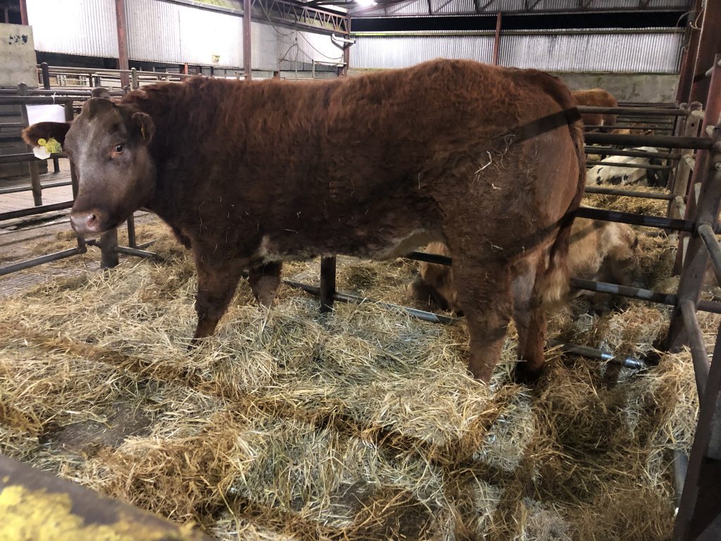 Limousin heifer – sold for €6,210