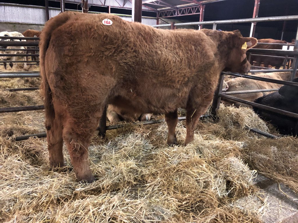 Charolais heifer – sold for €4,500