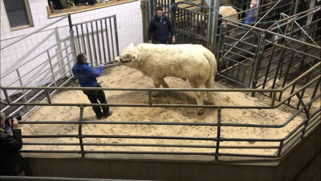 Ballynabreen Pogba – sold for €6,300