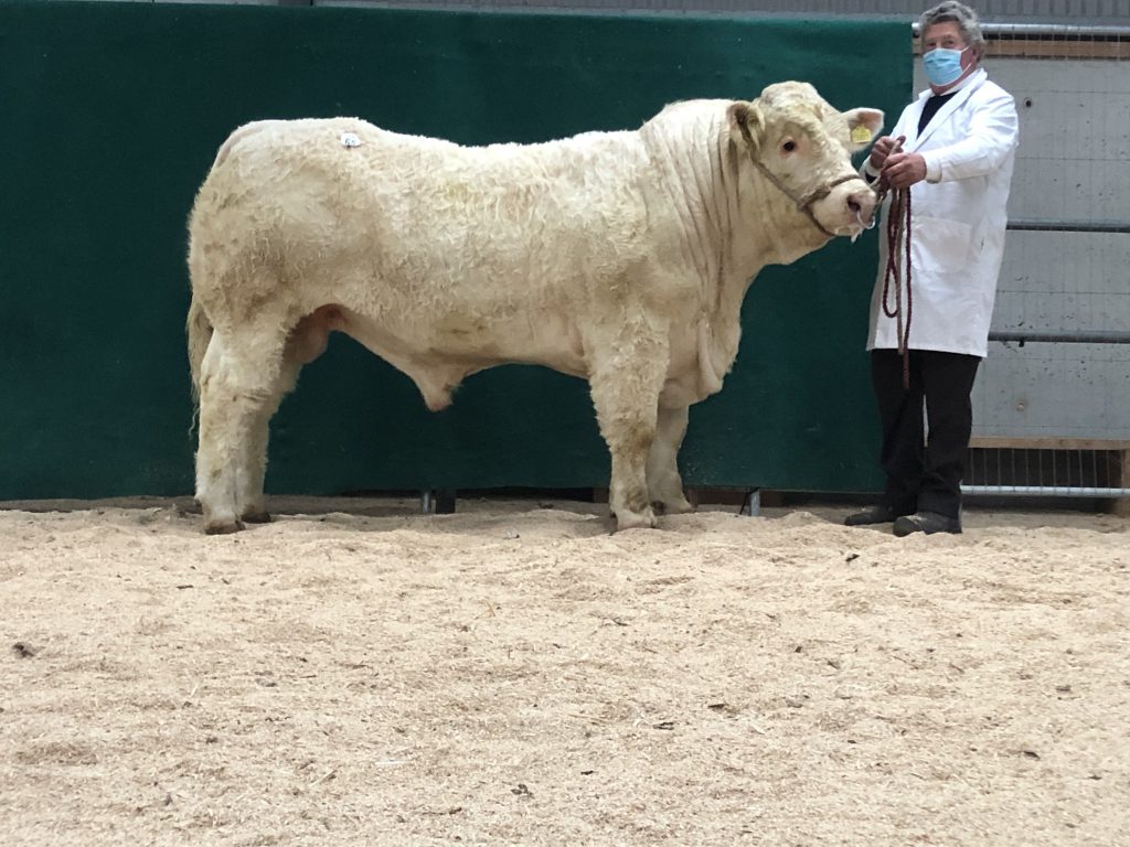 Drumcullen Podge – sold for €6,200