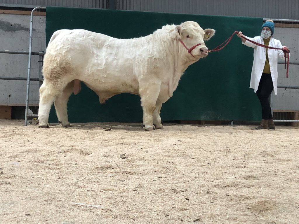 Dalehill Pavlov – sold for €7,000