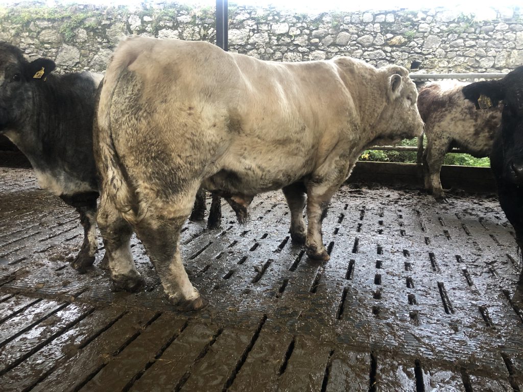 Charolais stock bull on Colin’s farm