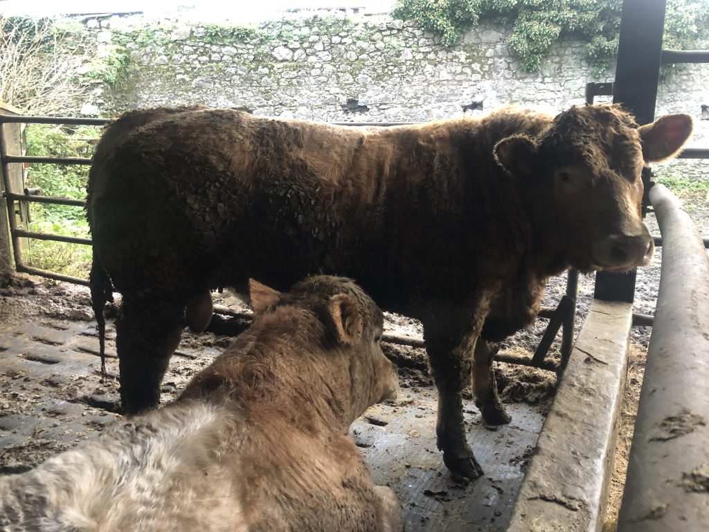 Charolais-cross bull that will be finished before Christmas
