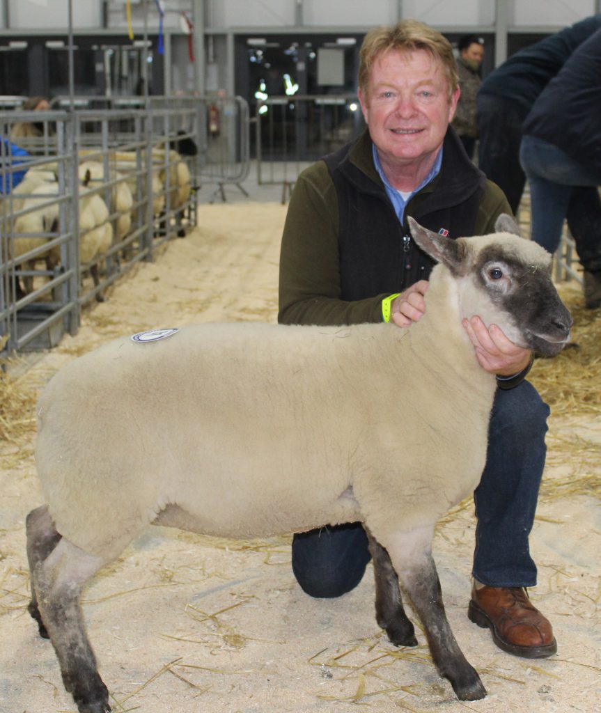 Kevin McCarthy with a butcher’s lamb entered for this week’s RUAS Beef and Lamb Championships