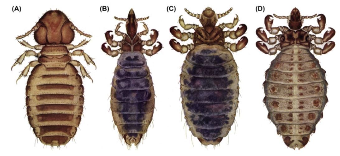 Lice (all females) of cattle. (A) Cattle biting louse (Bovicola bovis). (B) Long-nosed cattle louse (Linognathus vituli). (C) Little blue cattle louse (Solenopotes capillatus). (D) Short-nosed cattle louse (Haematopinus eurysternus). (Lance A. Durden, in Medical and Veterinary Entomology (Third Edition), 2019)