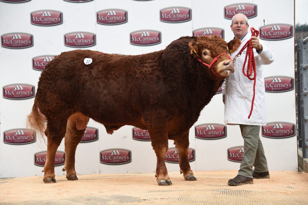 Killerton Plutonium. Image source: British Limousin Cattle Society