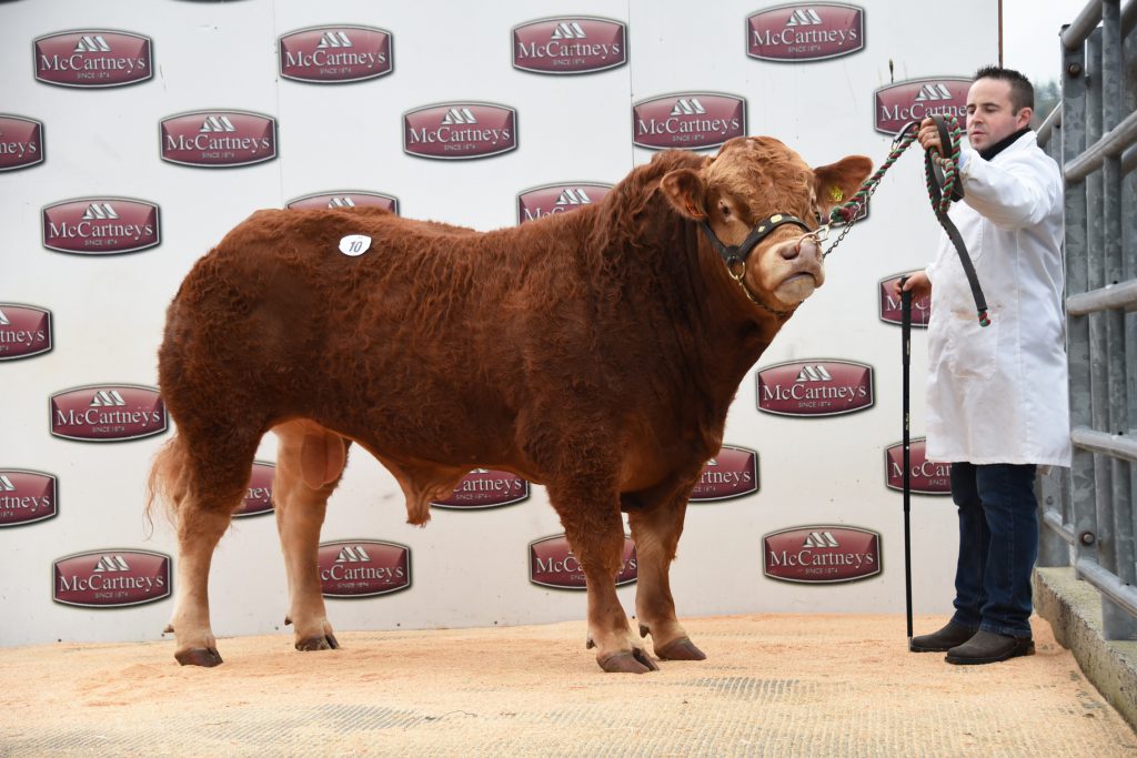 Glangwden Pedro. Image source: British Limousin Cattle Society