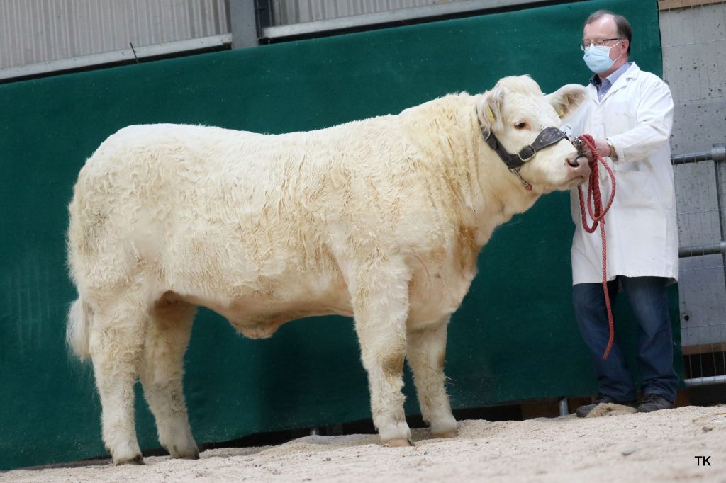 Goldstar Paula (et) – Image source: Irish Charolais Cattle Society / Tricia Kennedy