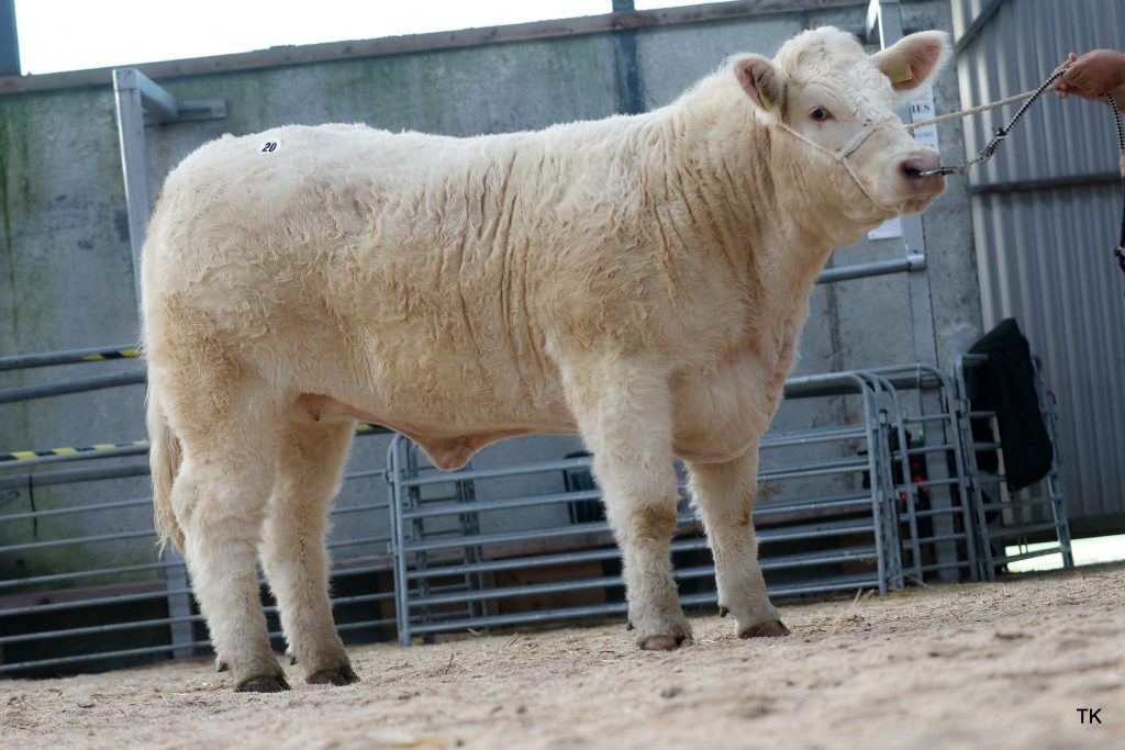 Liscally Pretty Polly 1 (et) – Image source: Irish Charolais Cattle Society / Tricia Kennedy