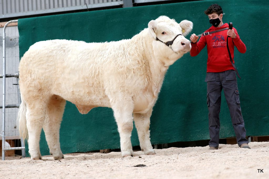 Farmer Polly (et) – Image source: Irish Charolais Cattle Society / Tricia Kennedy