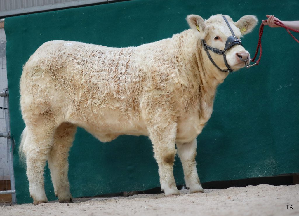 Goldstar Portia – Image source: Irish Charolais Cattle Society / Tricia Kennedy