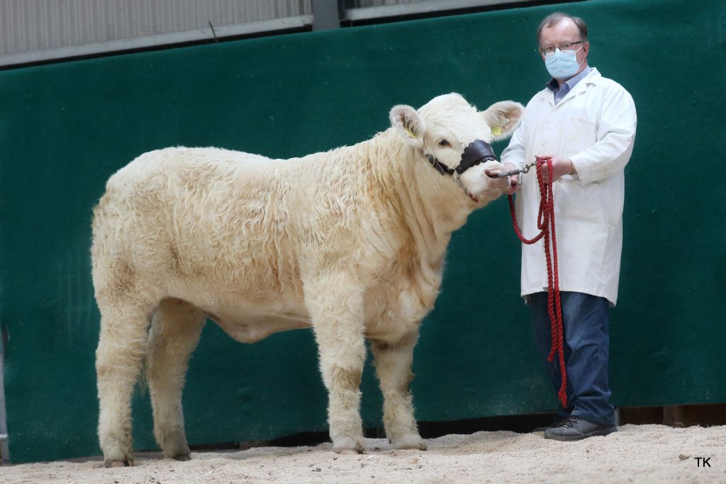 Goldstar Pearle (et) – Image source: Irish Charolais Cattle Society / Tricia Kennedy