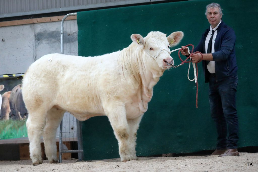 Liscally Pretty Polly 4 (et) – Image source: Irish Charolais Cattle Society / Tricia Kennedy