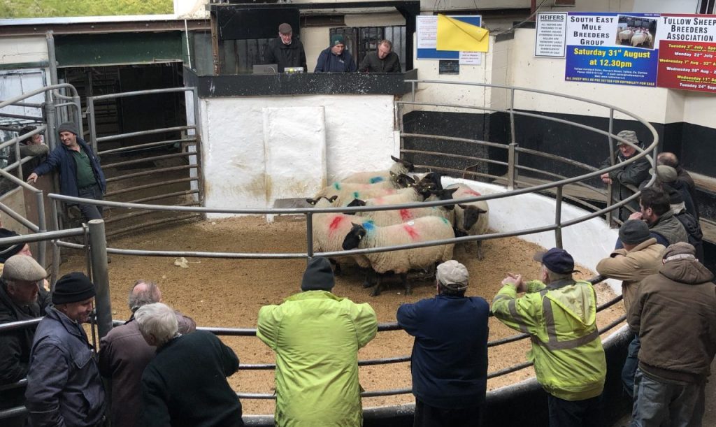 Buyers ringside at Tullow Mart prior to the outbreak of Covid-19