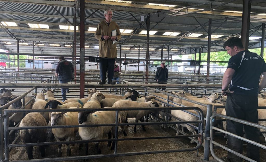 Sheep sale in full swing during the summer at Loughrea Mart