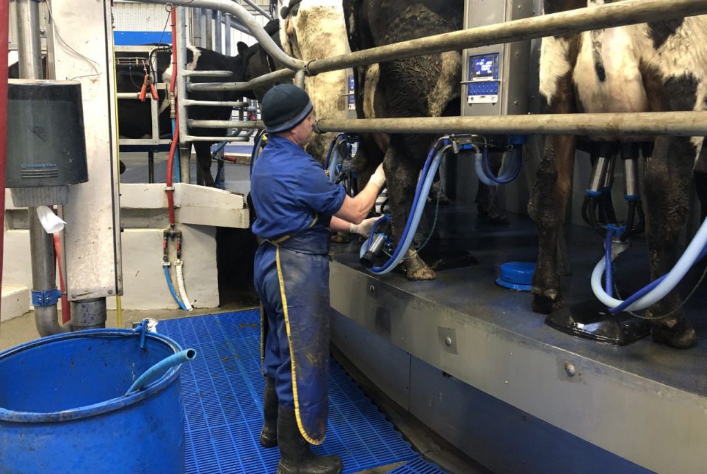 Tom Power milking his cows last week through his 50-bail rotary parlour