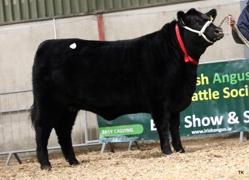 Bunlahy Rihanna – Image source: Irish Angus Cattle Society / Tricia Kennedy